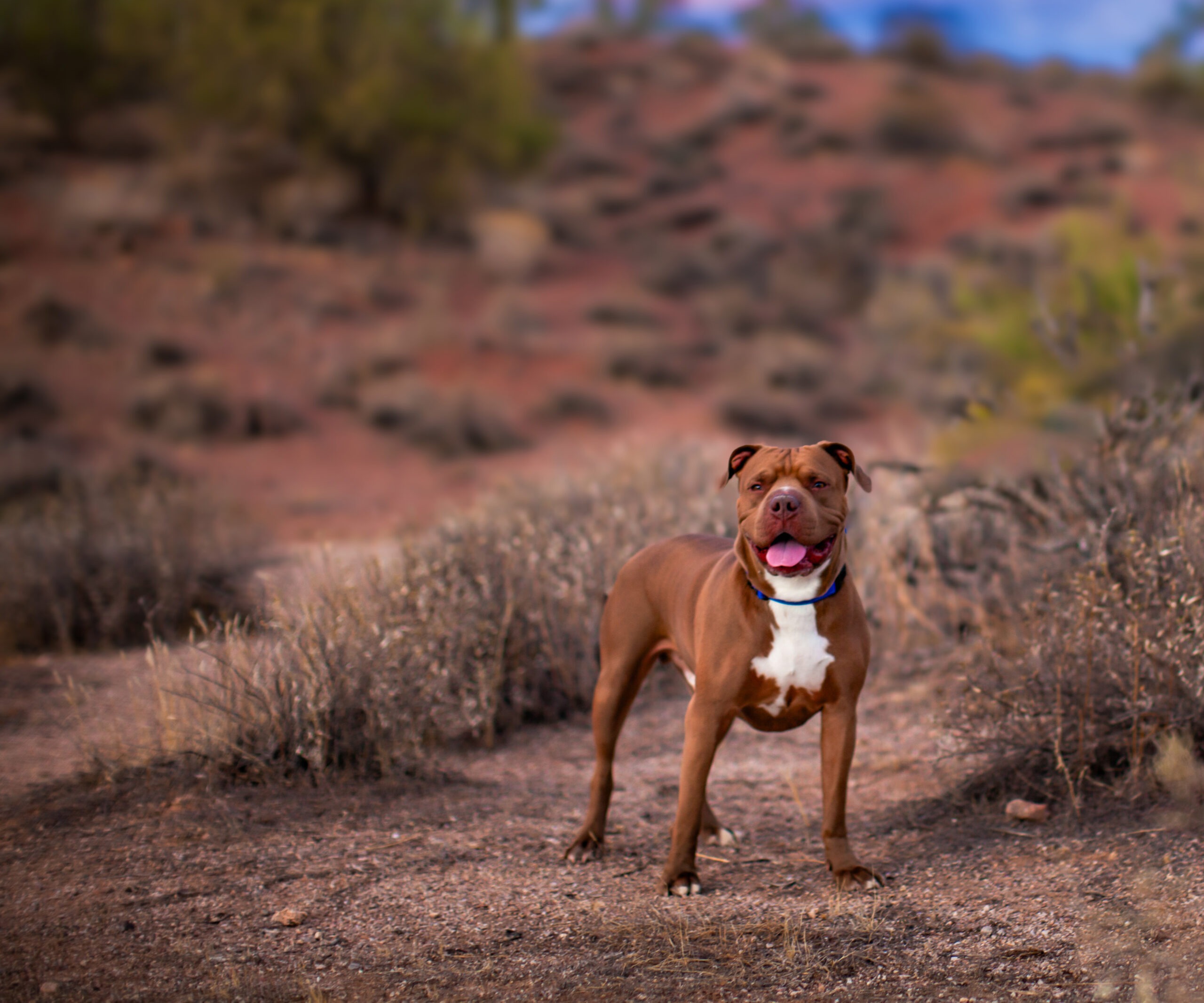 Home - One Love AZ