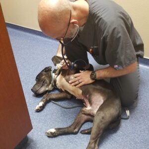 Vet Visit and Bloodwork